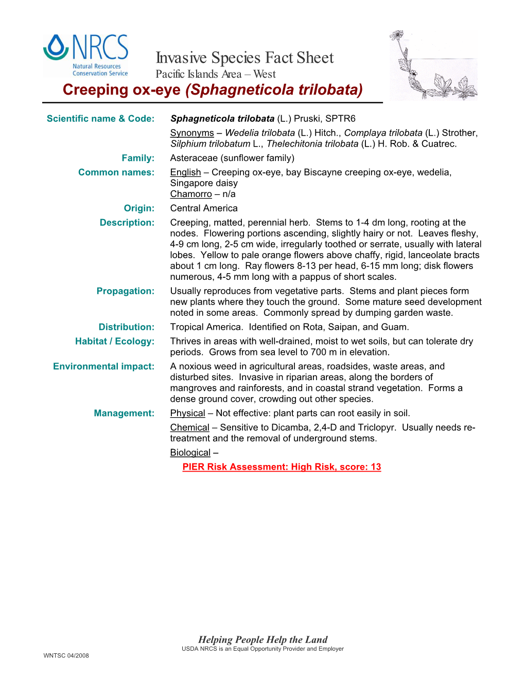 Creeping Ox-Eye (Sphagneticola Trilobata)