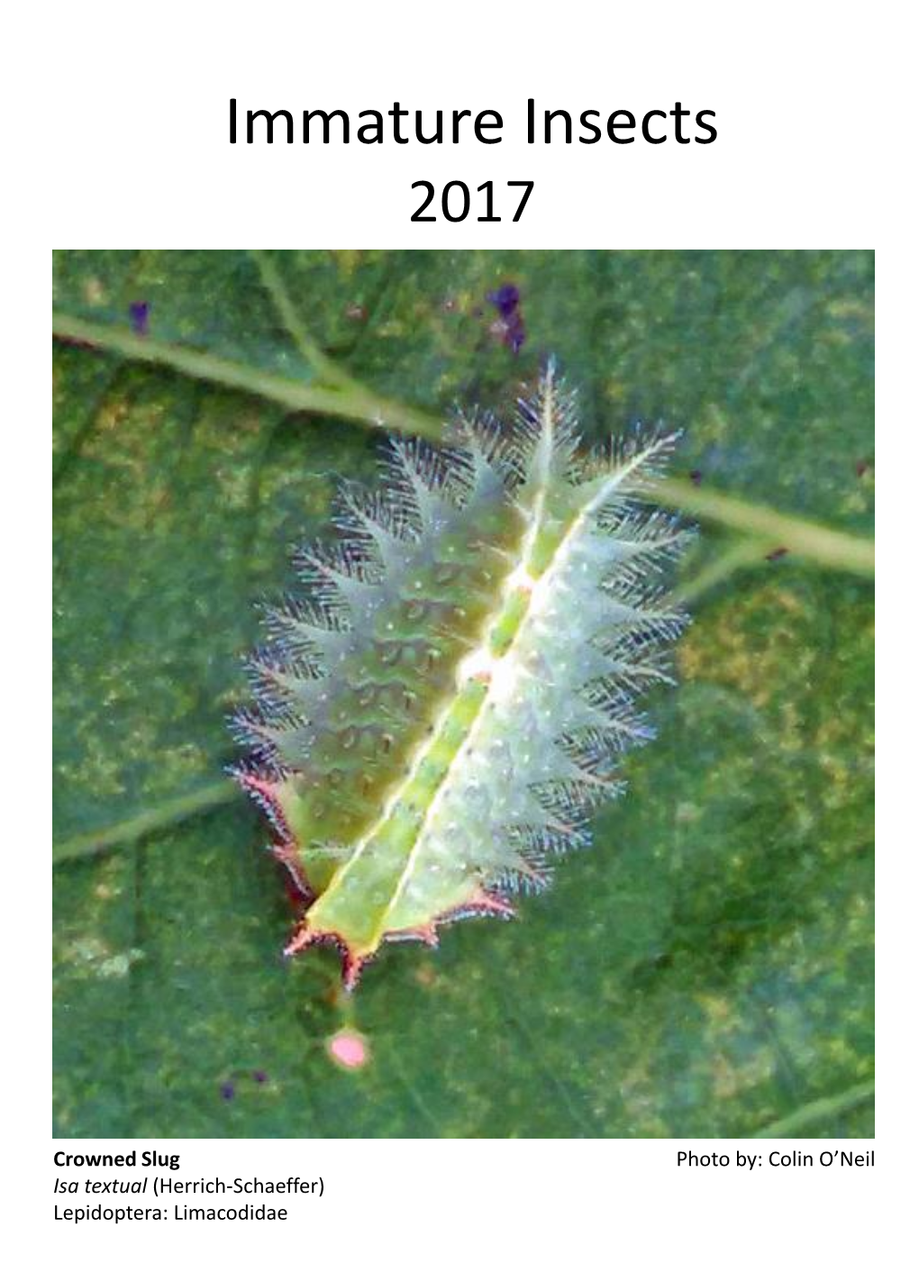 Immature Insects 2017 Calendar
