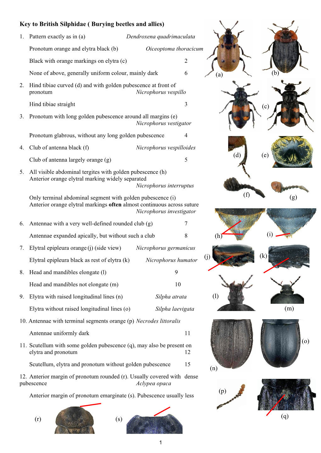 Silphidae ( Burying Beetles and Allies)
