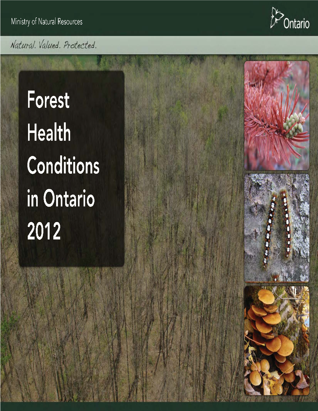 Forest Health Conditions in Ontario, 2012