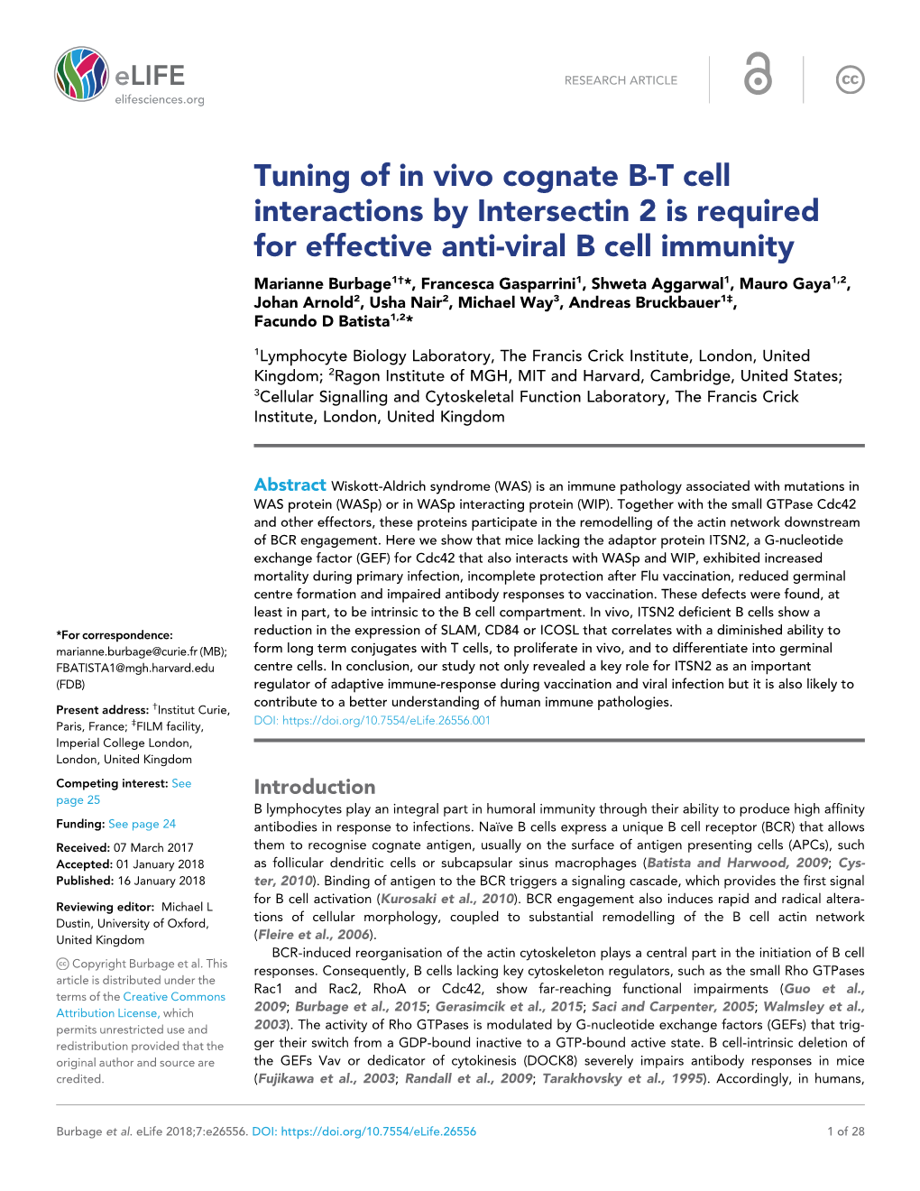 Tuning of in Vivo Cognate B-T Cell Interactions by Intersectin 2 Is