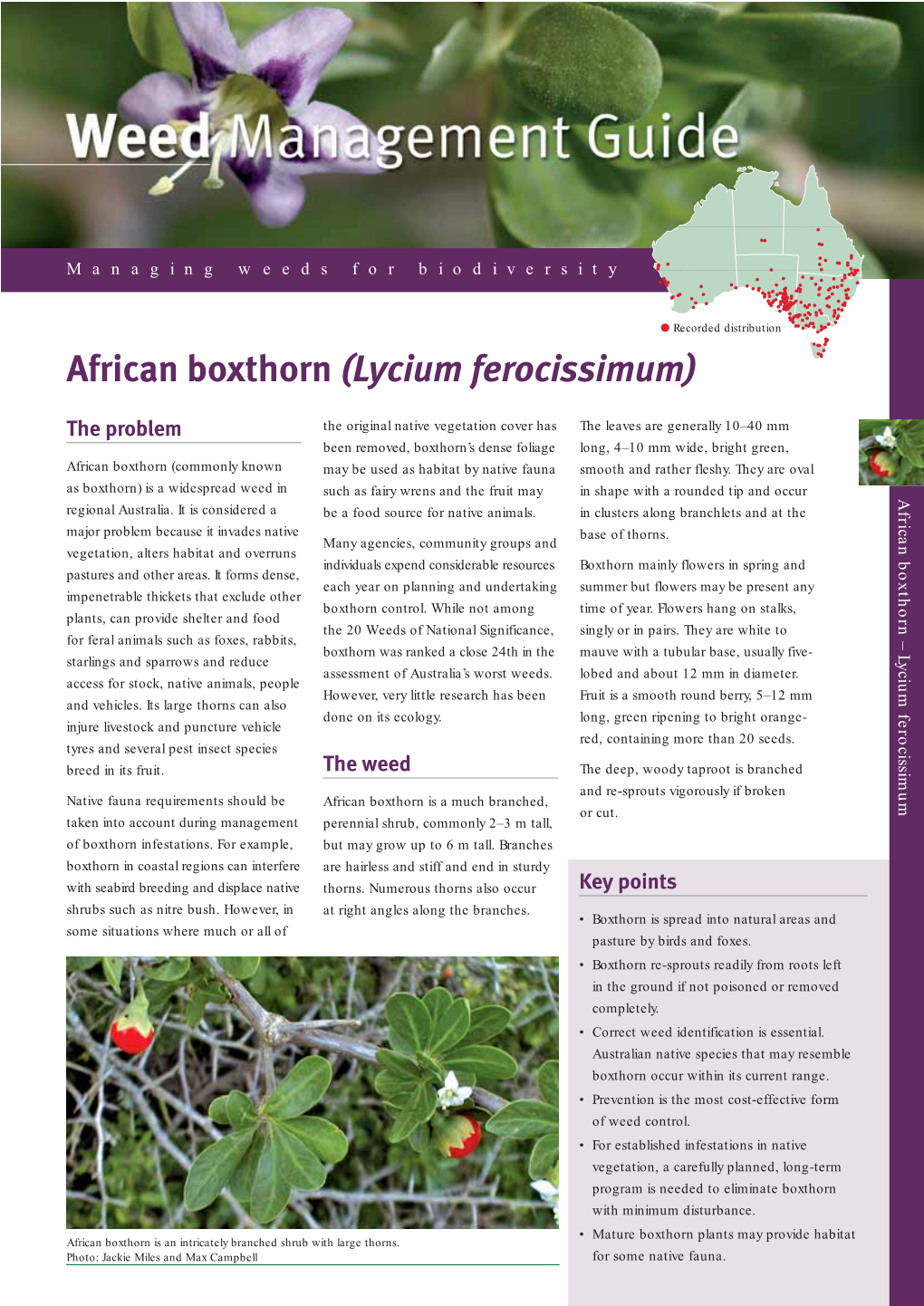 African Boxthorn (Lycium Ferocissimum)