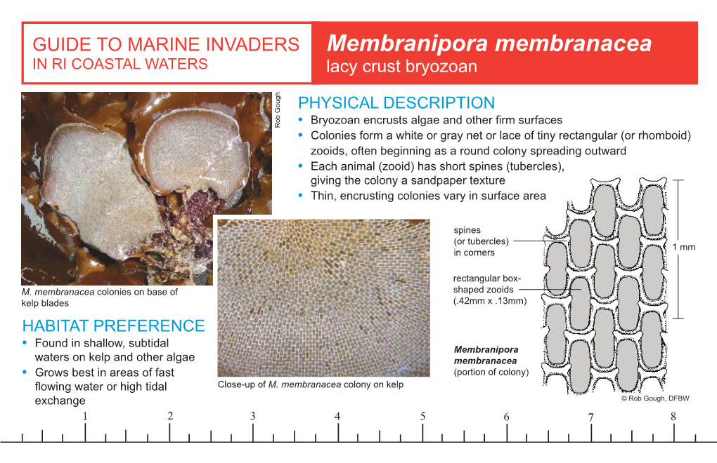 Membranipora Membranacea in RI COASTAL WATERS Lacy Crust Bryozoan