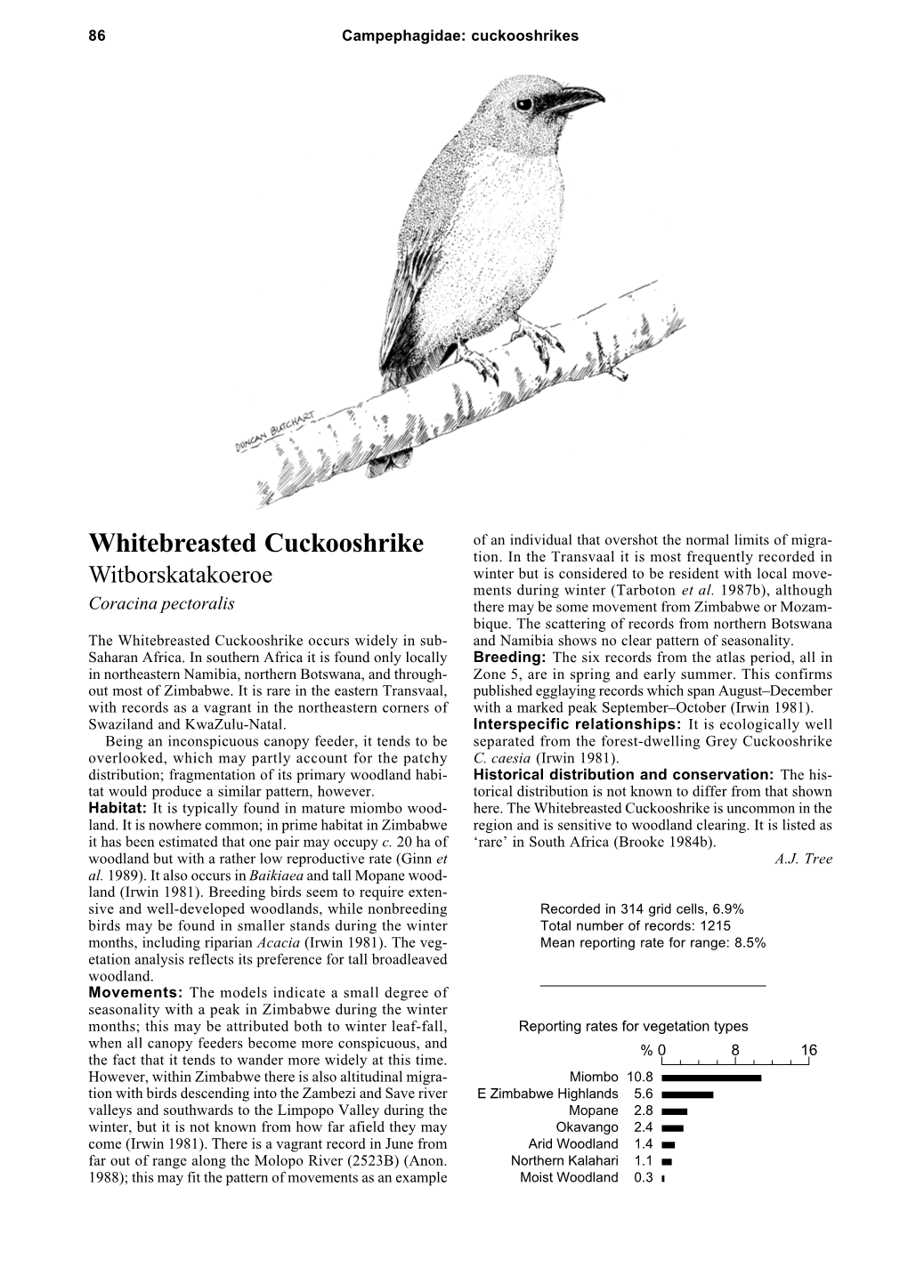Whitebreasted Cuckooshrike Tion
