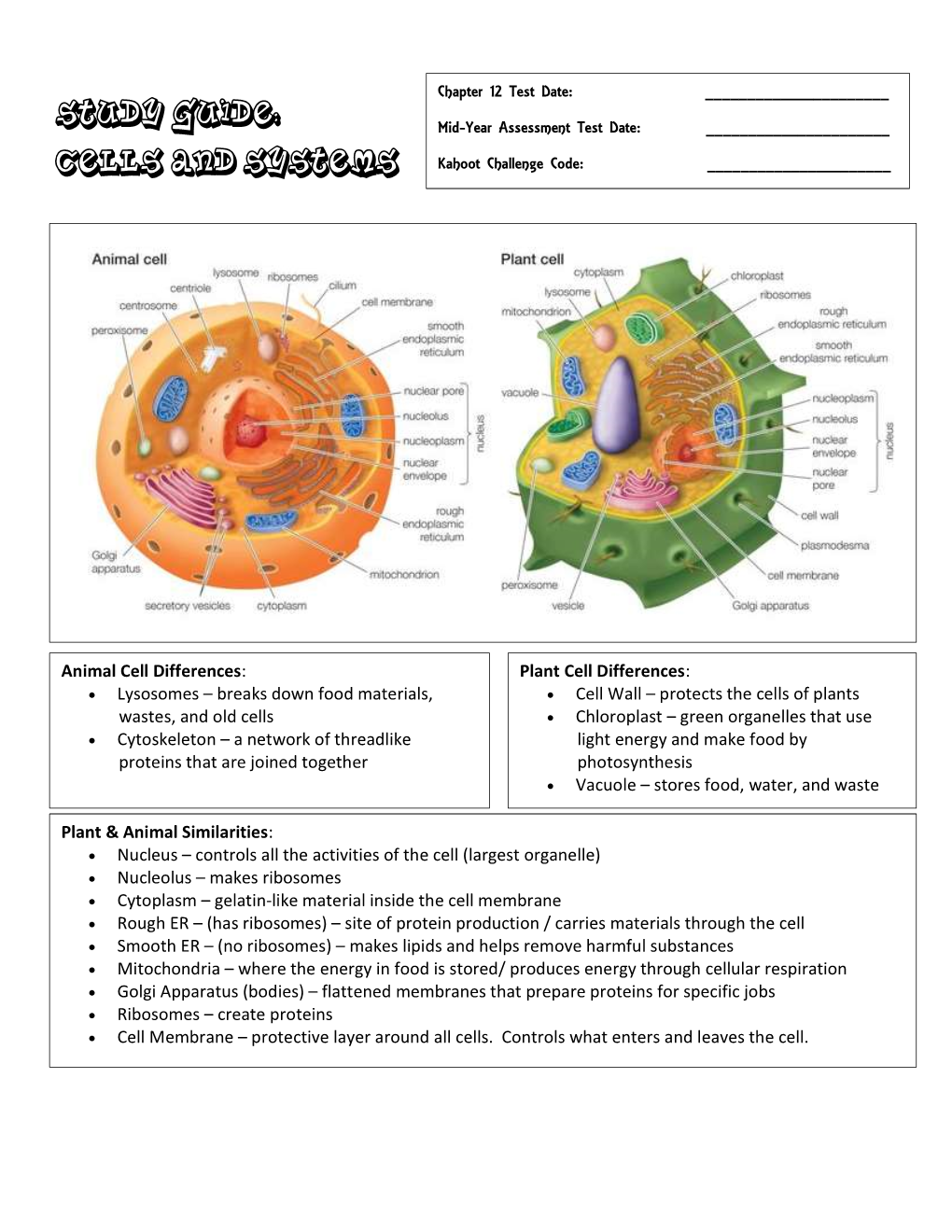 Protects the Cells of Plants • Chloroplast