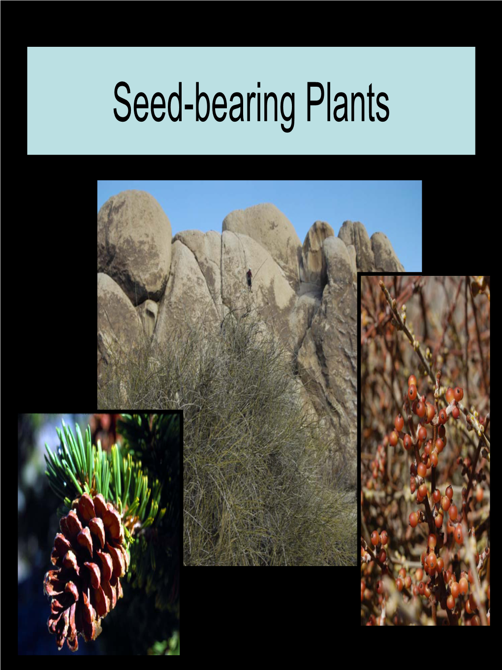Seed-Bearing Plants