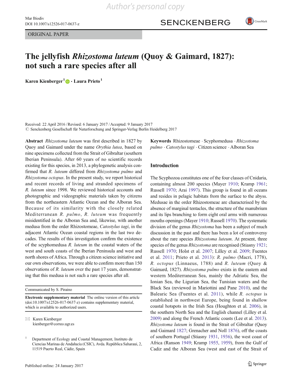 The Jellyfish Rhizostoma Luteum (Quoy & Gaimard, 1827): Not Such a Rare Species After All