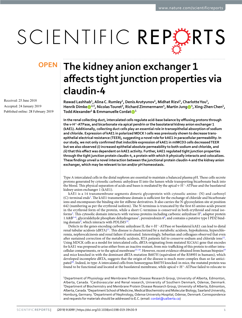 The Kidney Anion Exchanger 1 Affects Tight Junction Properties Via Claudin-4