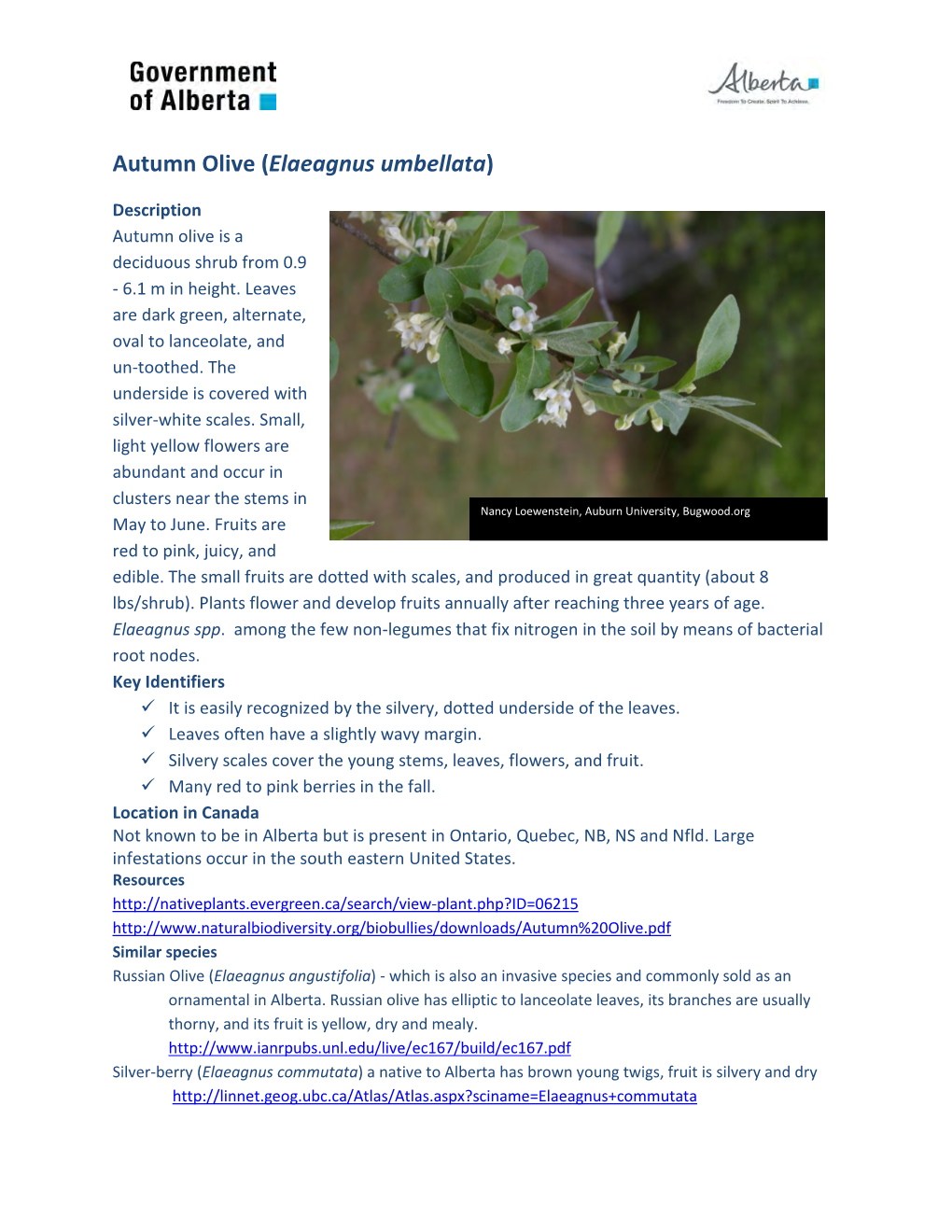 Autumn Olive (Elaeagnus Umbellata)
