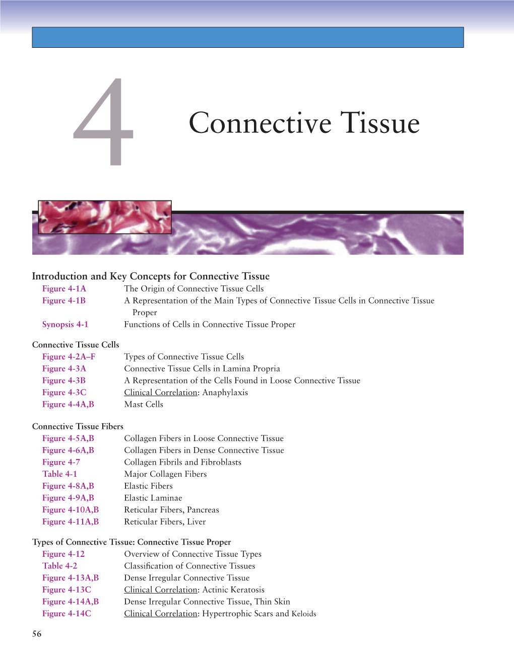 Connective Tissue