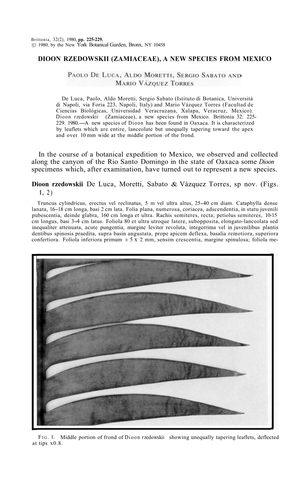 Dioon Rzedowskii (Zamiaceae), a New Species from Mexico