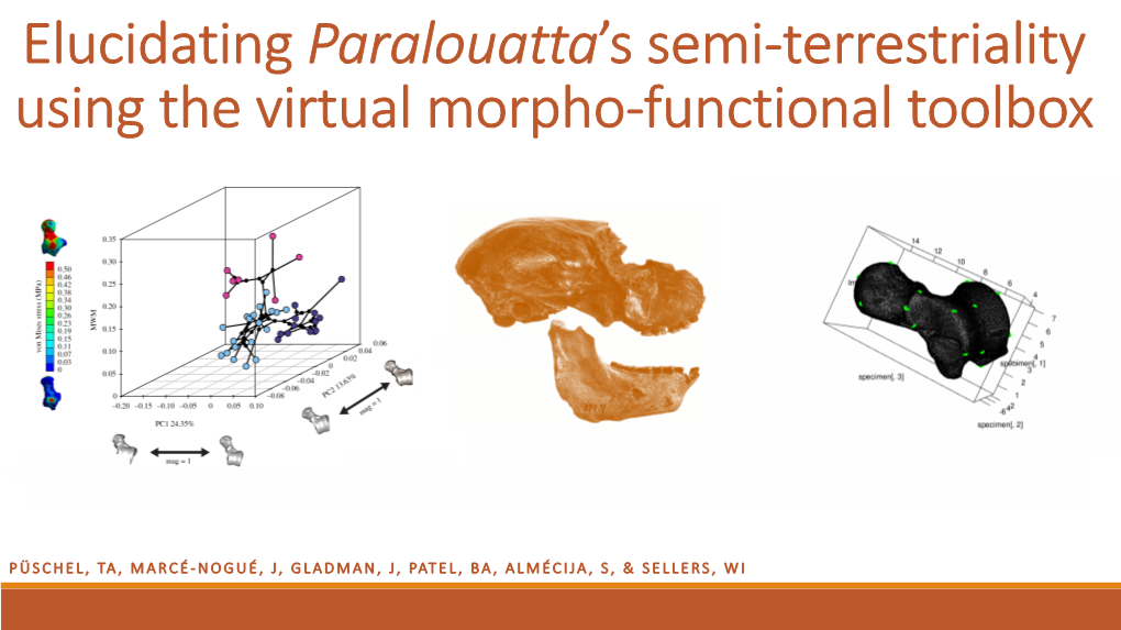 Elucidating Paralouatta's Semi-Terrestriality Using the Virtual