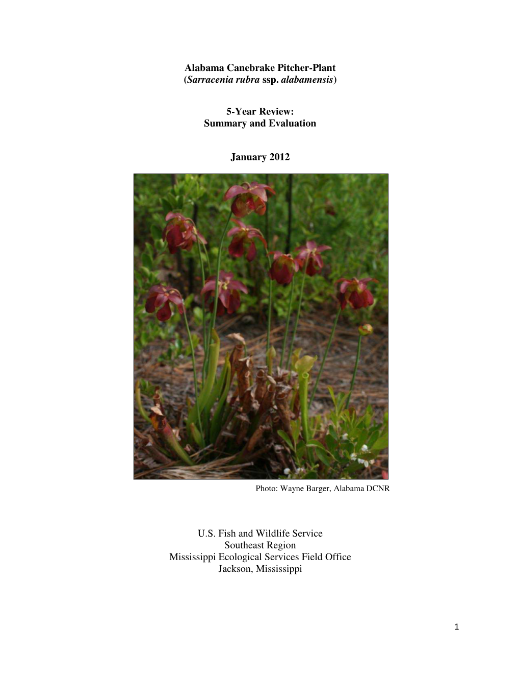 Alabama Canebrake Pitcher-Plant (Sarracenia Rubra Ssp