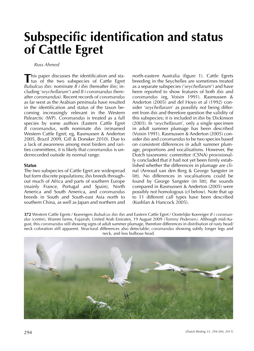 Subspecific Identification and Status of Cattle Egret