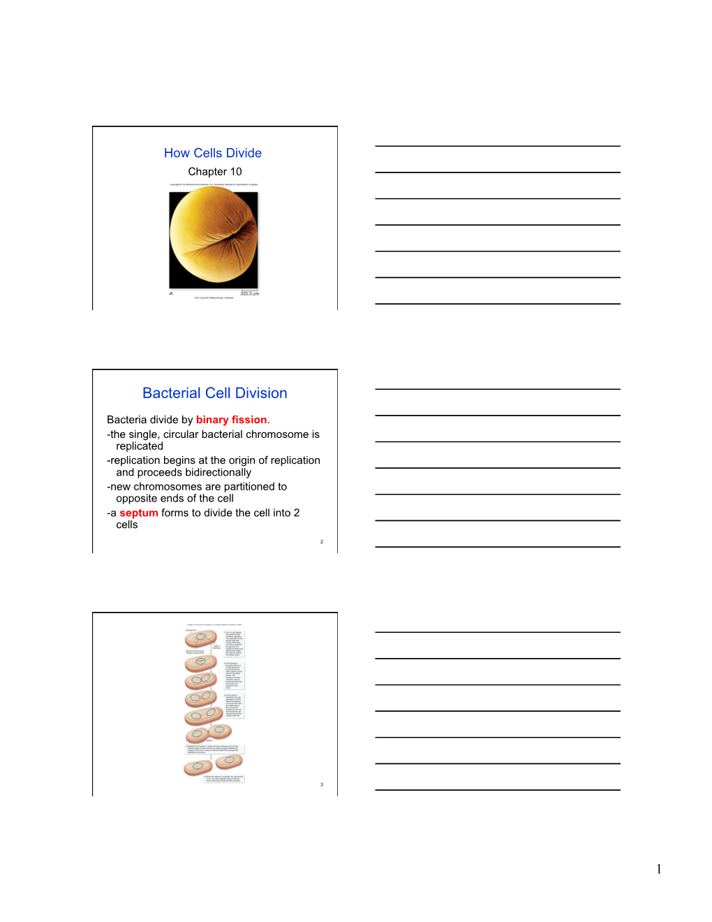 Bacterial Cell Division