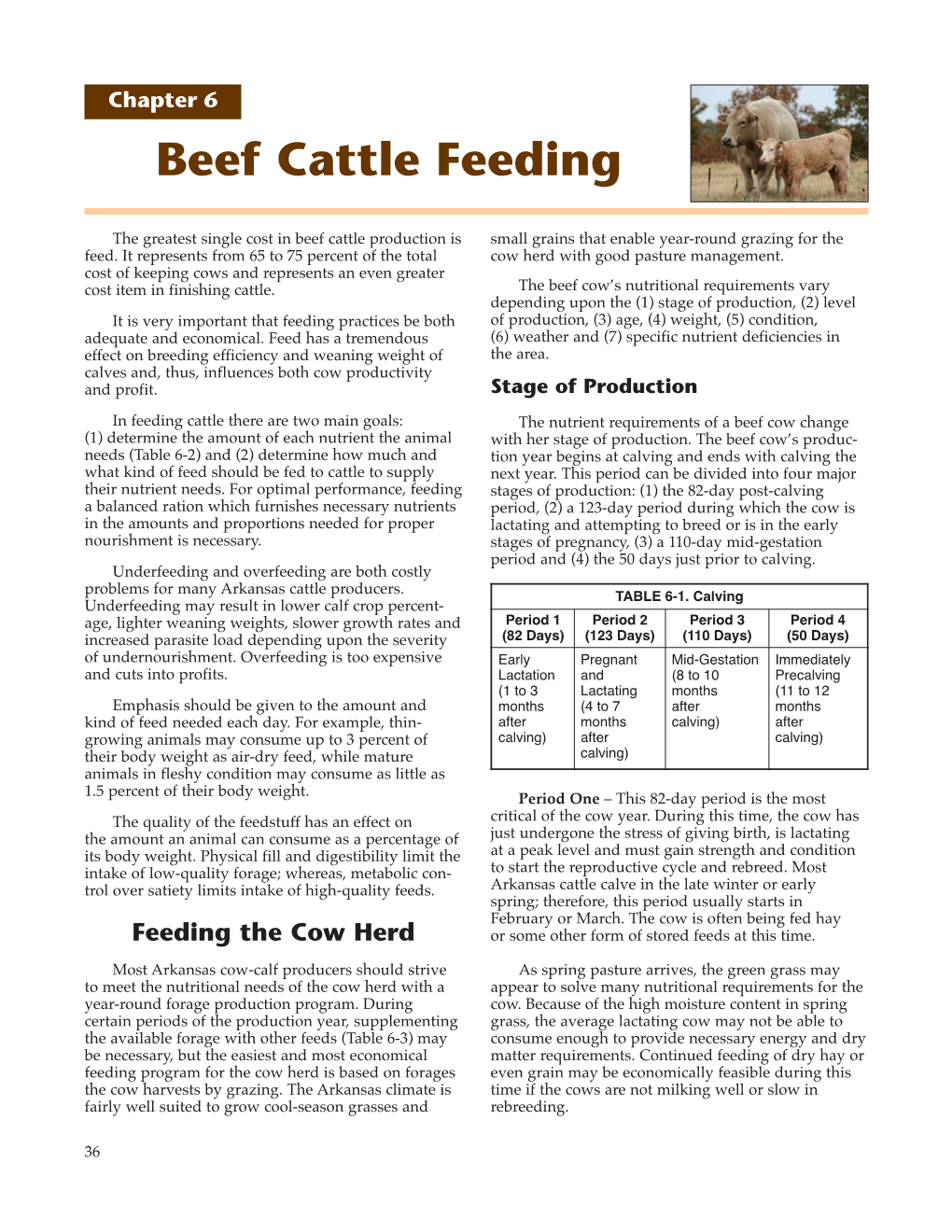 Beef Cattle Feeding