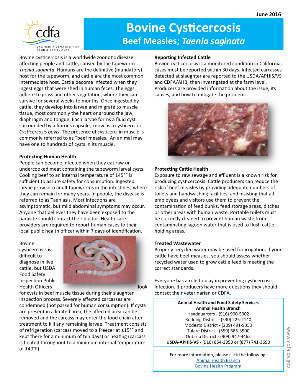 Bovine Cysticercosis Beef Measles (Taenia Saginata)