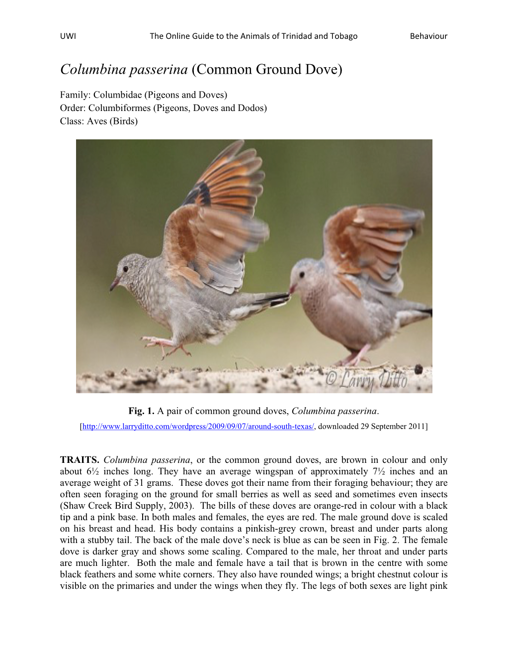 Columbina Passerina (Common Ground Dove)