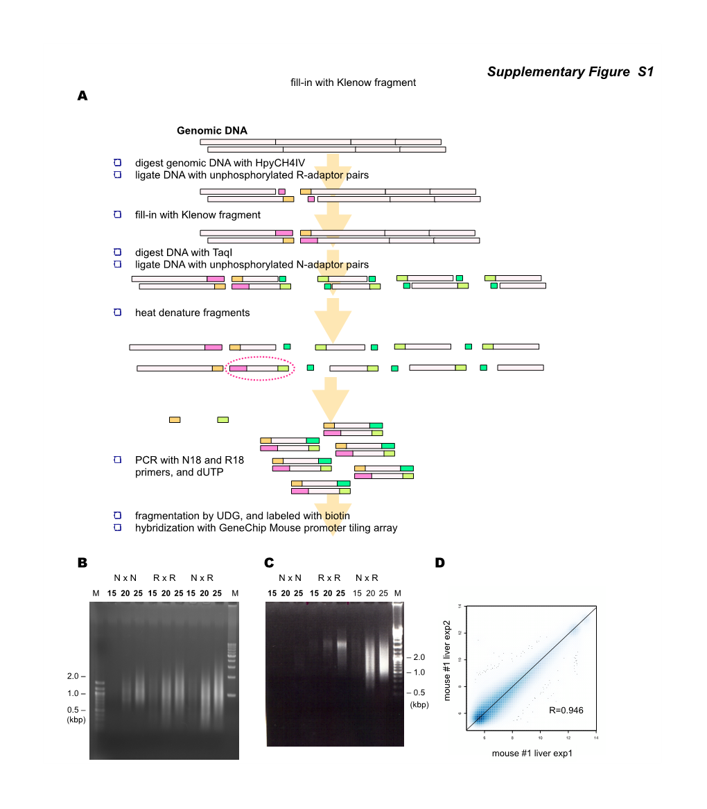 B C D a Supplementary Figure S1