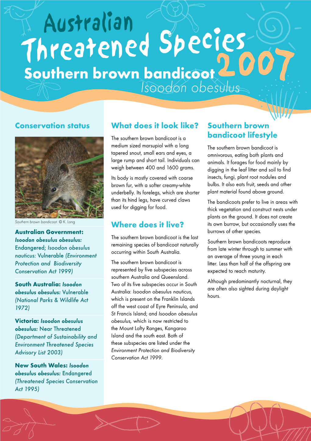 Southern Brown Bandicoot