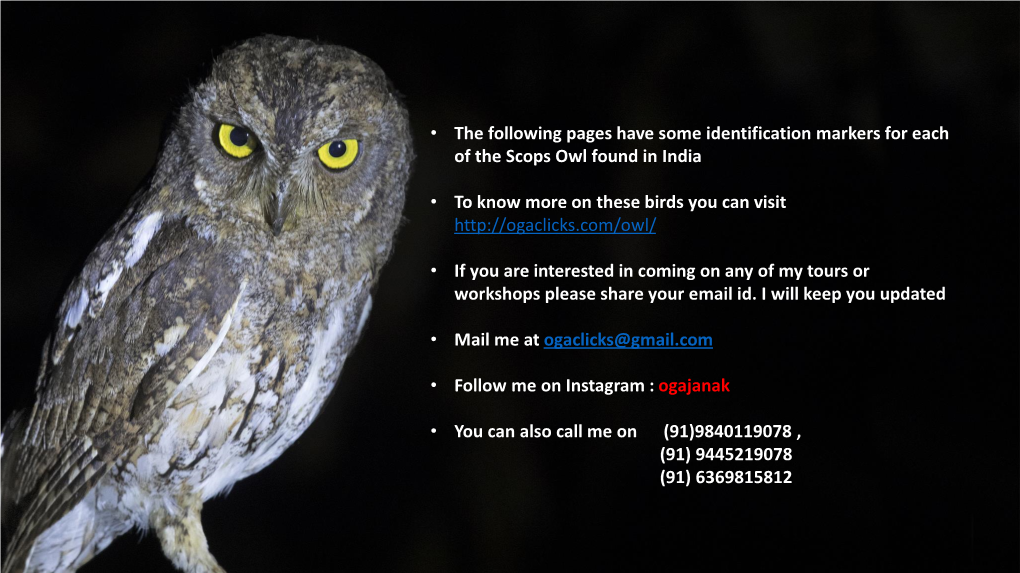 • the Following Pages Have Some Identification Markers for Each of the Scops Owl Found in India