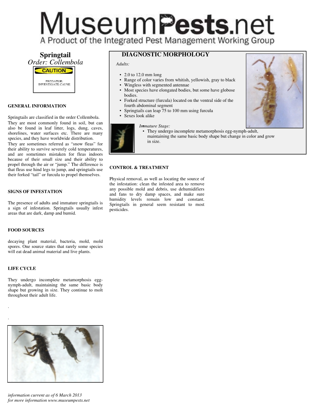 Springtail Order: Collembola