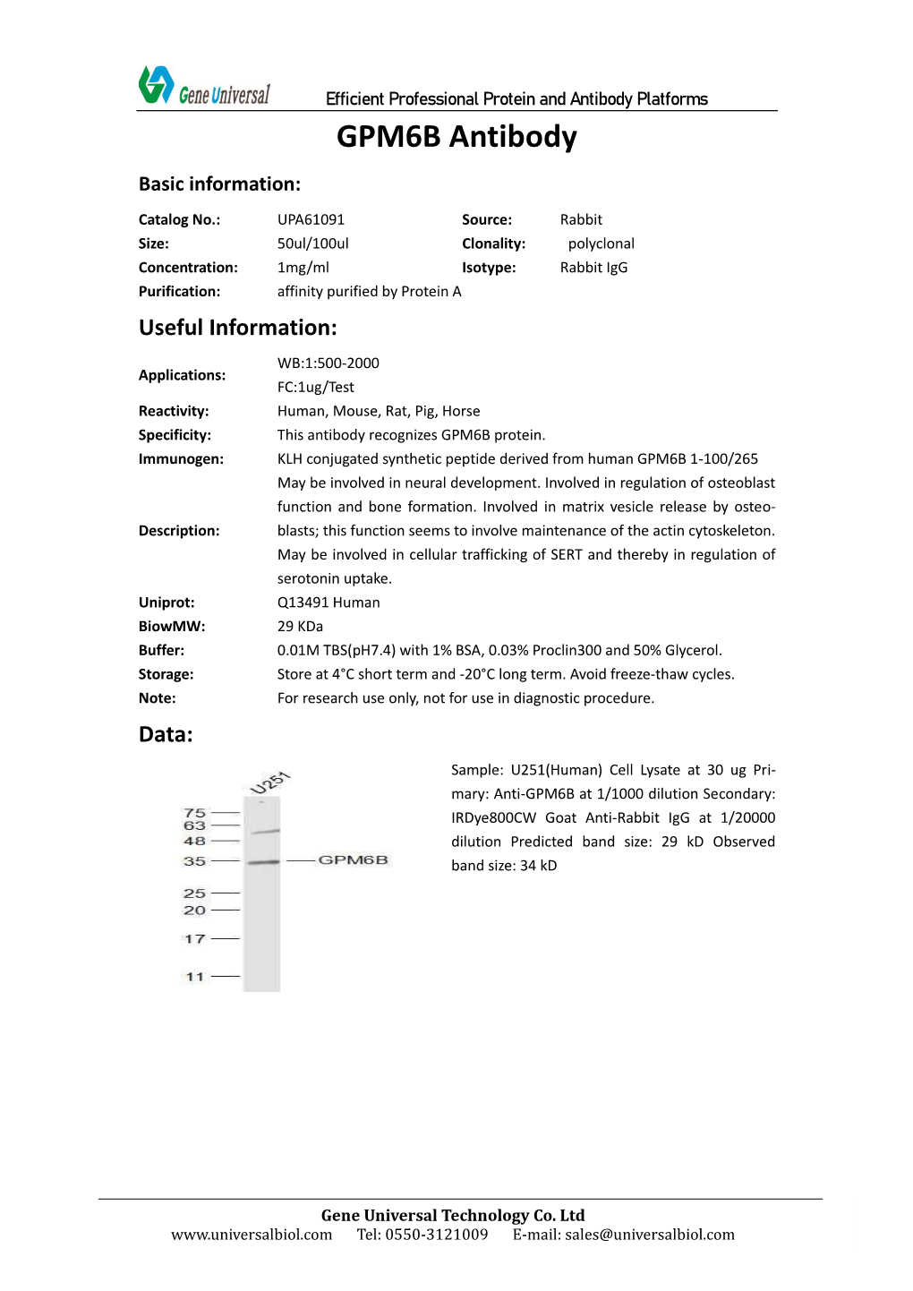 GPM6B Antibody