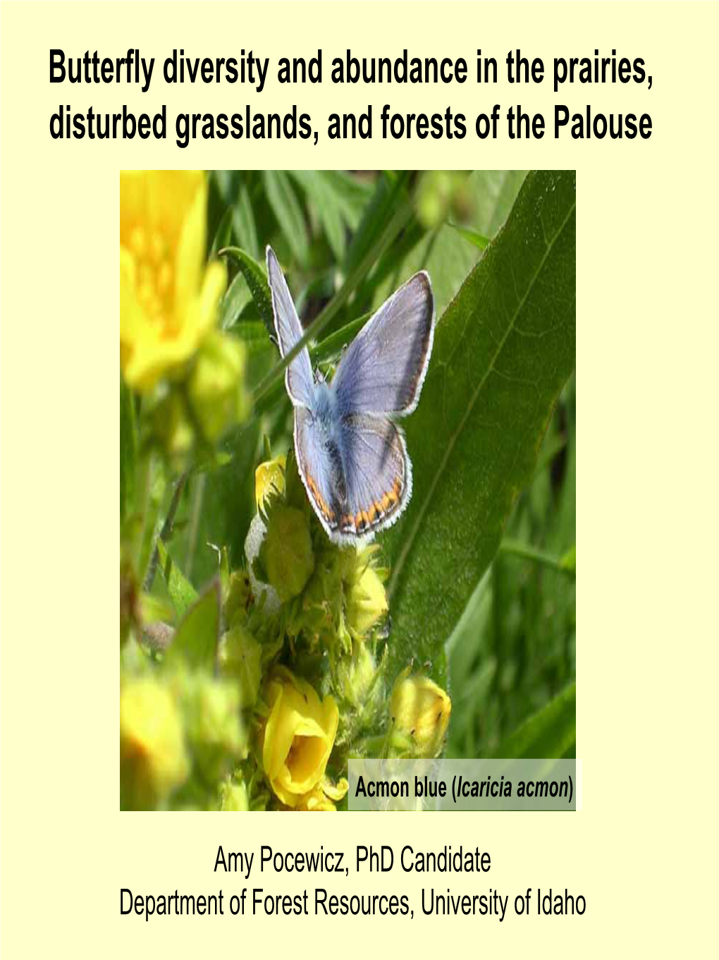 Butterfly Diversity and Abundance in the Prairies,Disturbed Grasslands