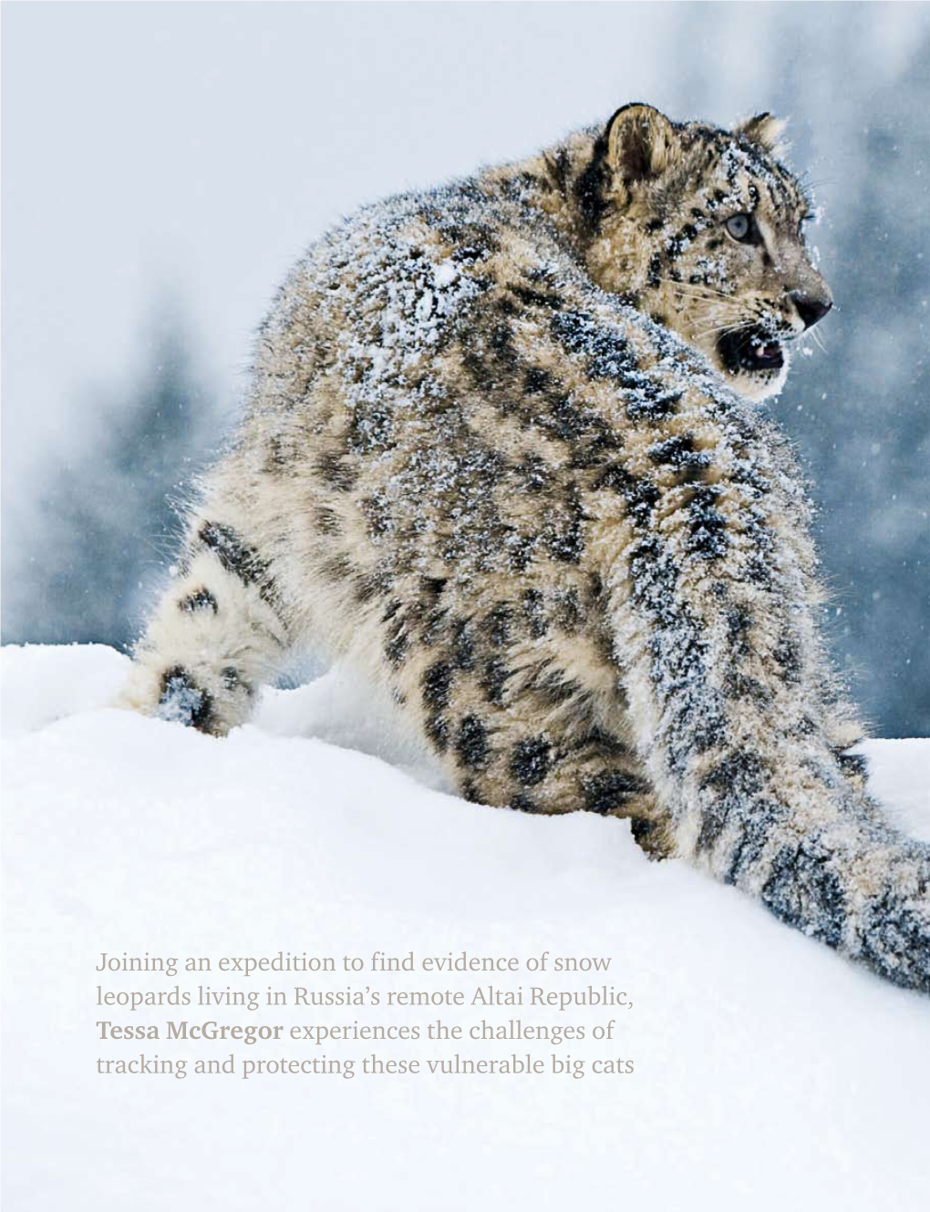 Joining an Expedition to Find Evidence of Snow Leopards Living in Russia's