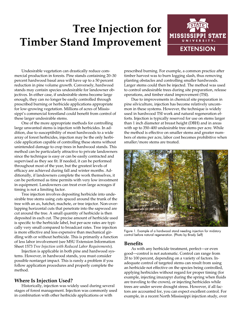 Tree Injection for Timber Stand Improvement