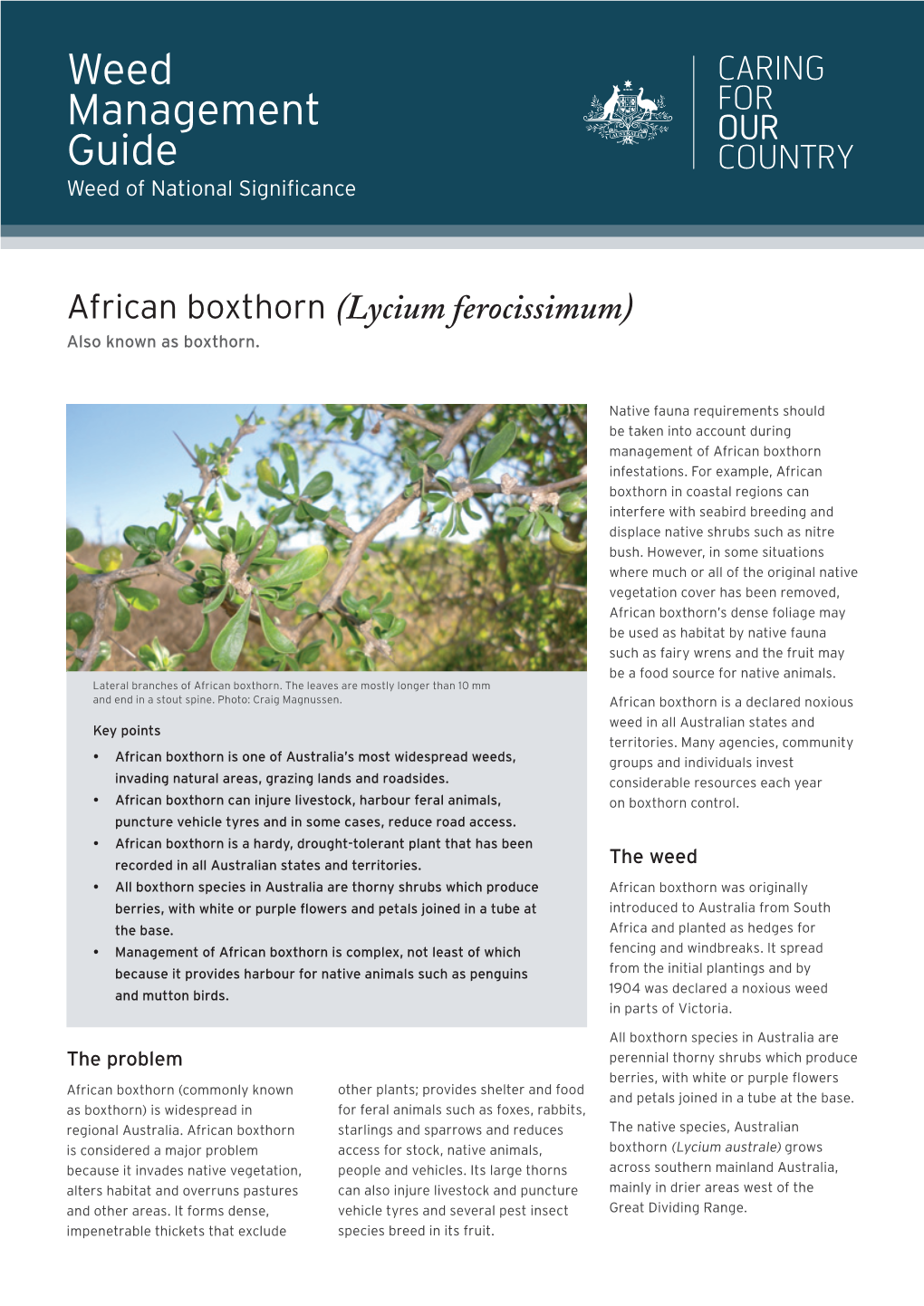 African Boxthorn Weed Management Guide