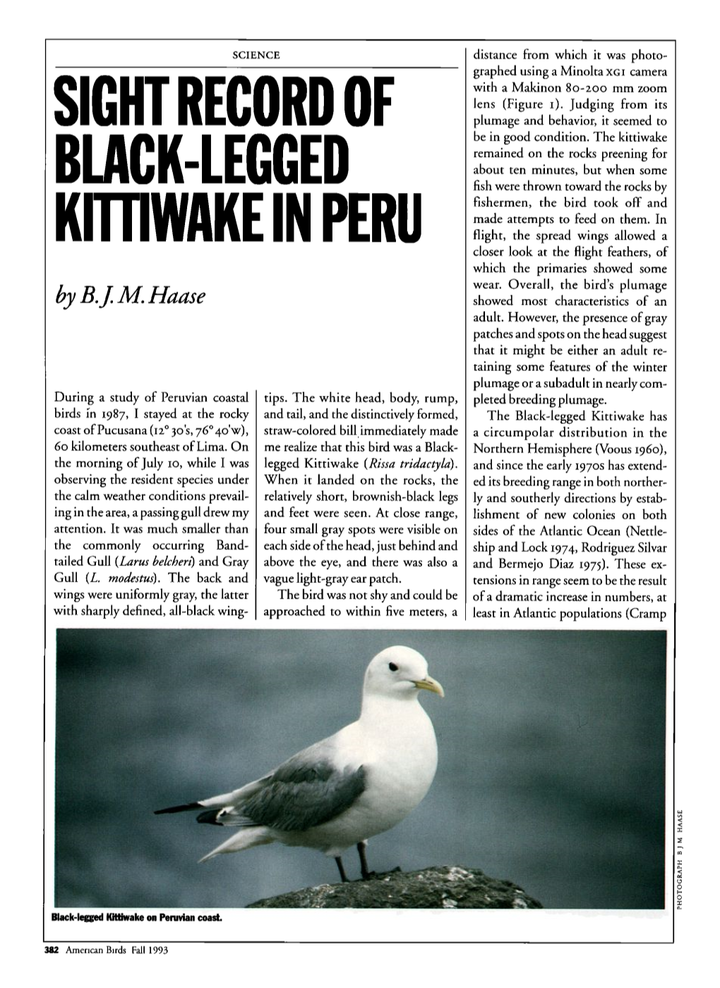 Sight Record of Black-Legged Kittiwake in Peru