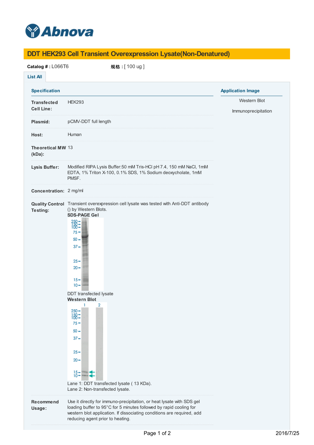 DDT HEK293 Cell Transient Overexpression Lysate(Non-Denatured)