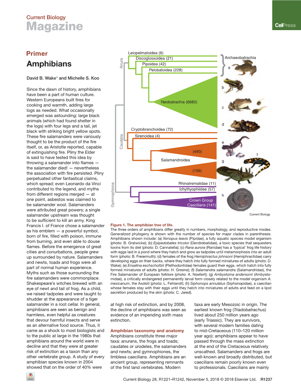 Amphibians a Pelobatoidea (228) } David B