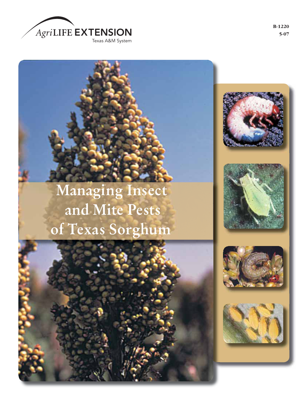 Managing Insect and Mite Pests of Sorghum