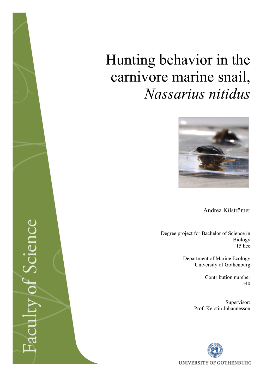 Hunting Behavior in the Carnivore Marine Snail, Nassarius Nitidus