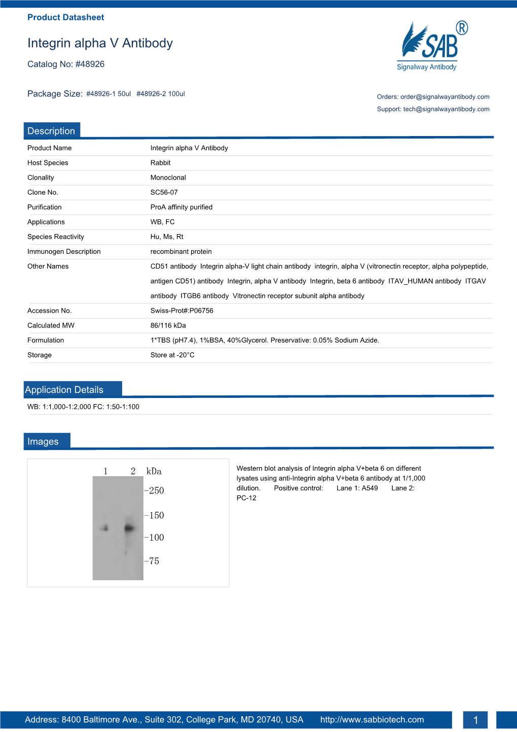 Integrin Alpha V Antibody