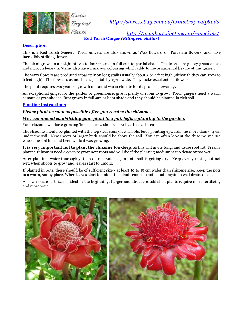 Etlingera Elatior 'Red Torch Ginger'