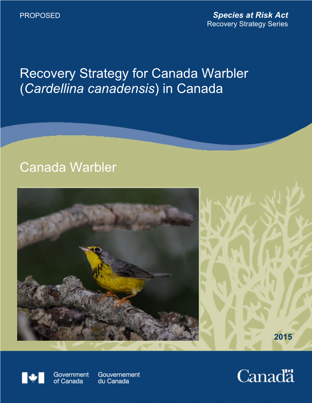 Canada Warbler (Cardellina Canadensis) in Canada