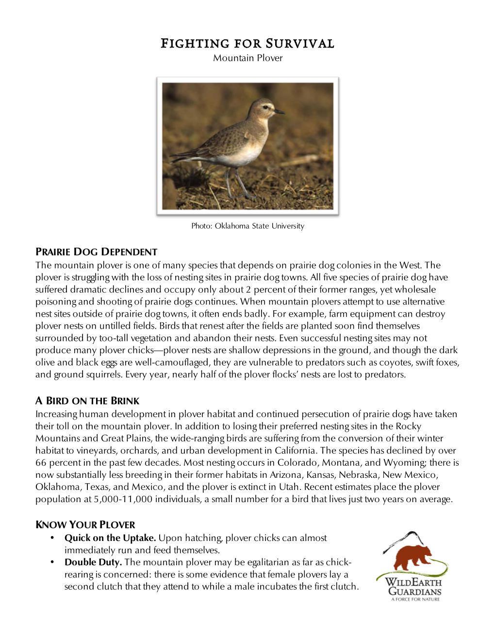 Mountain Plover Factsheet