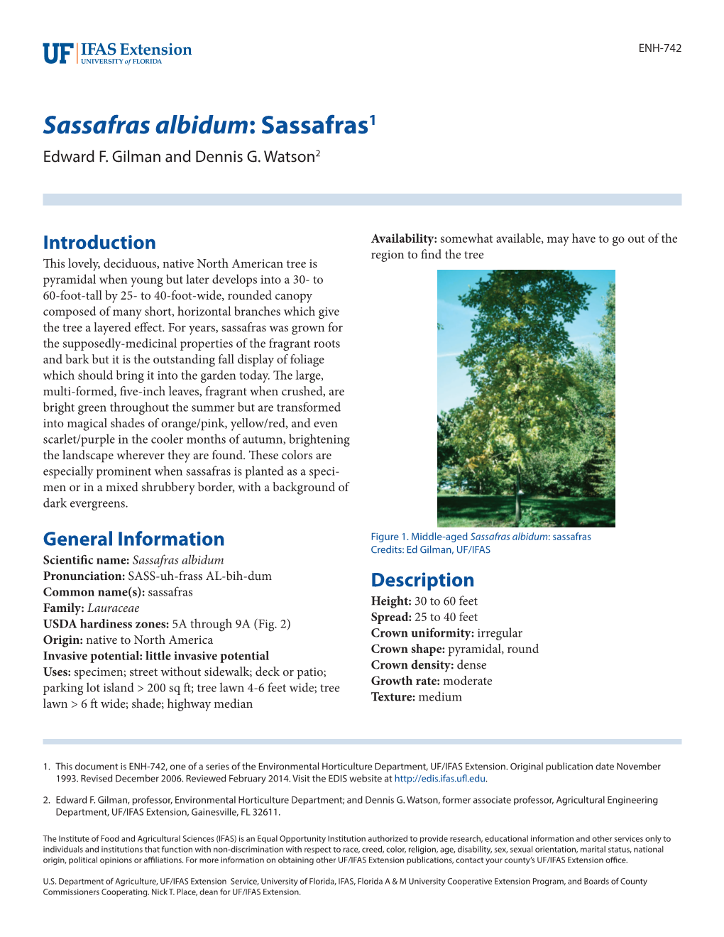 Sassafras Albidum: Sassafras1 Edward F