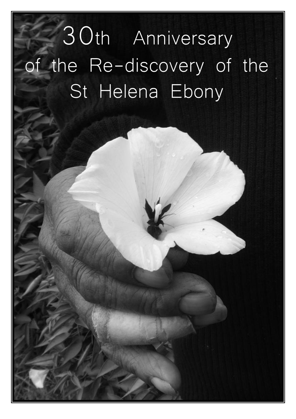 30Th Anniversary of the Re-Discovery of the St Helena Ebony 30Th Anniversary of the Re - Discovery of the St