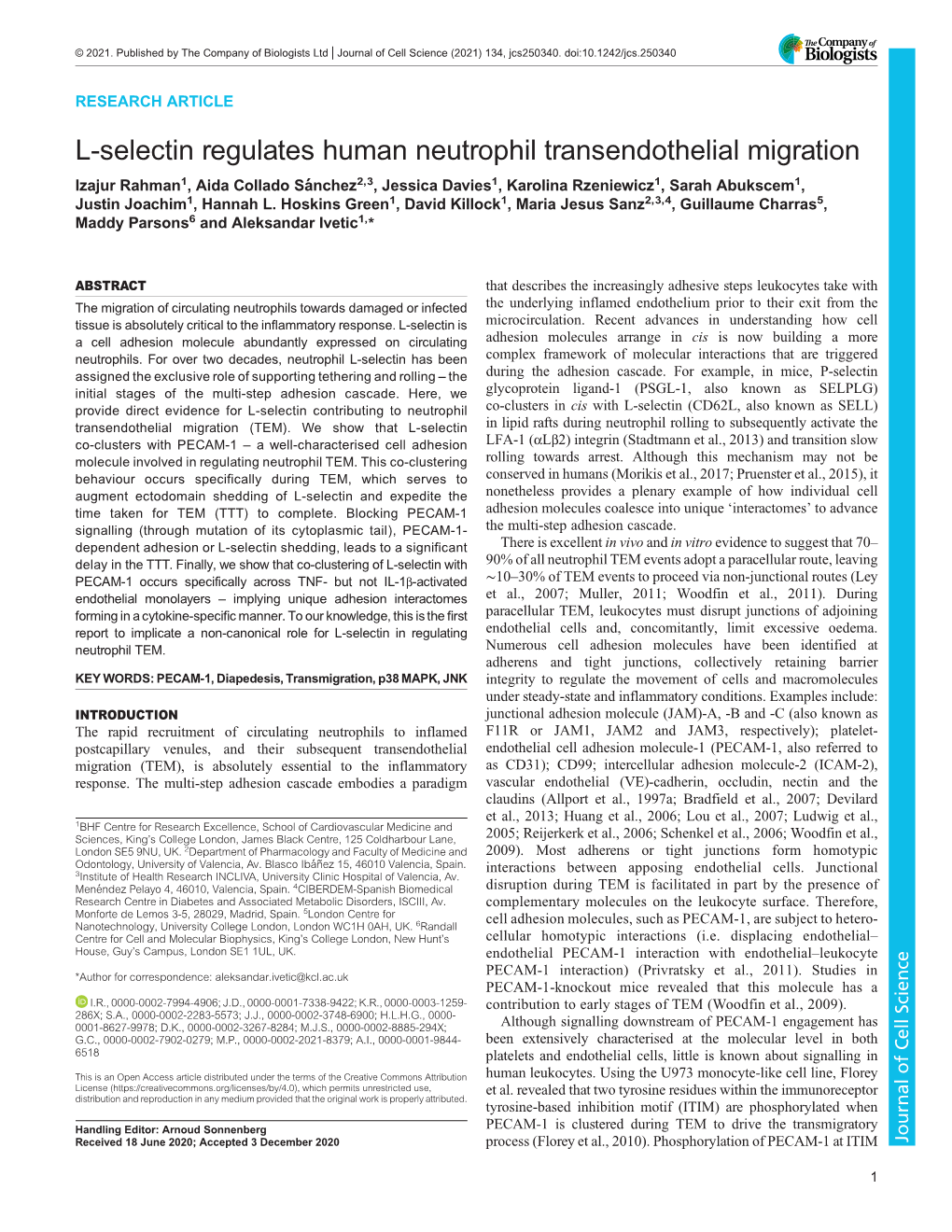 L-Selectin Regulates Human Neutrophil Transendothelial Migration