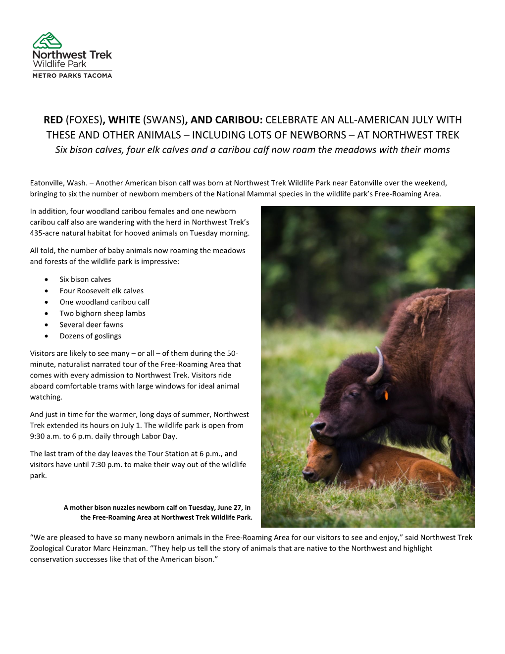 Sixth Bison Calf Born at Northwest