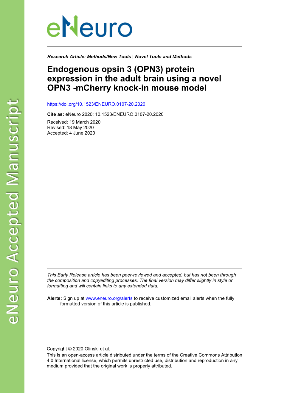 Protein Expression in the Adult Brain Using a Novel OPN3 -Mcherry Knock-In Mouse Model