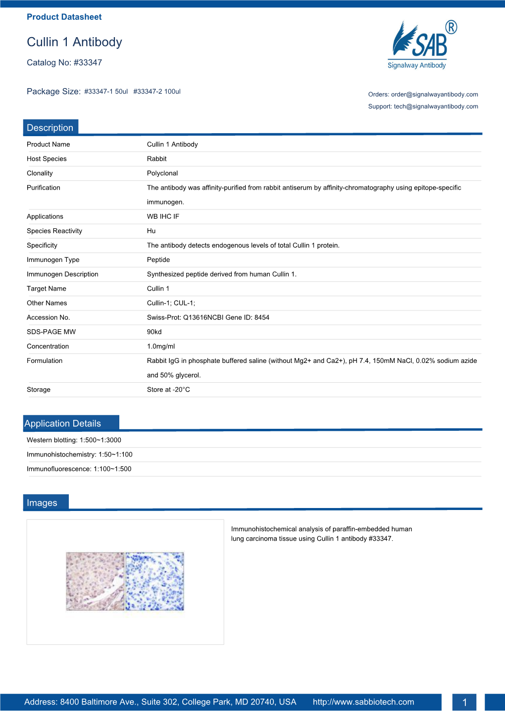 Cullin 1 Antibody