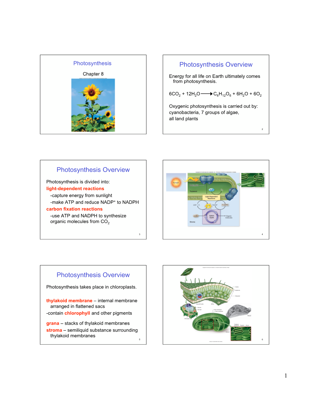 Photosynthesis Overview