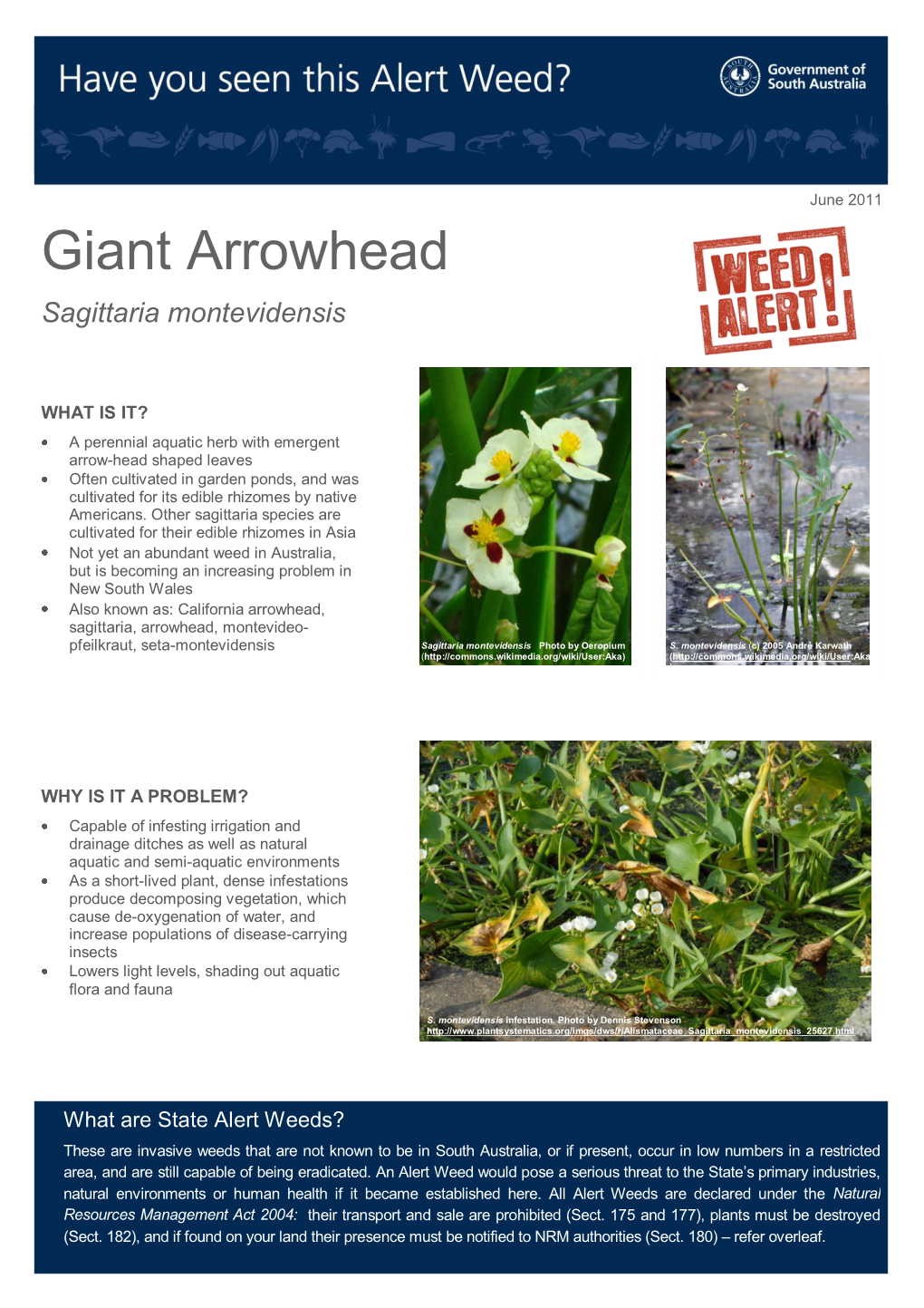 Giant Arrowhead Sagittaria Montevidensis
