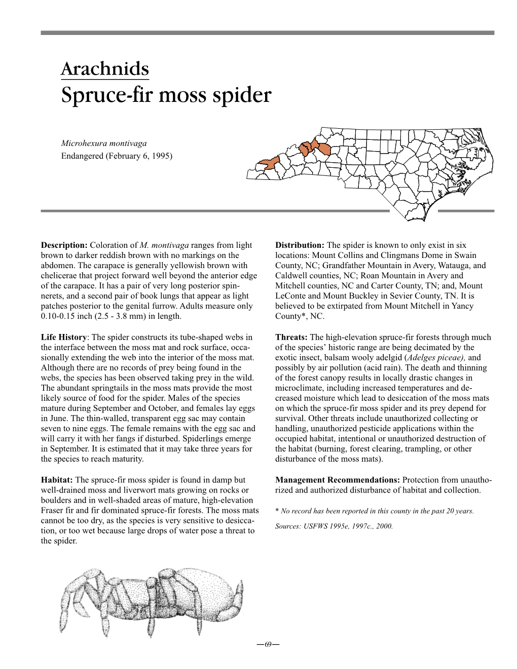 Spruce-Fir Moss Spider
