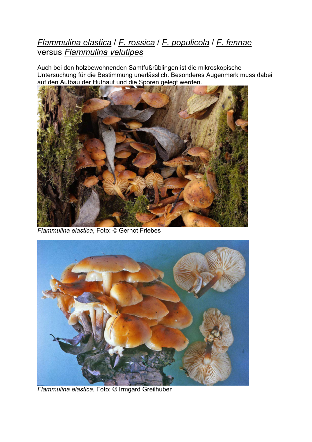 Flammulina Elastica / F. Rossica / F. Populicola / F. Fennae Versus Flammulina Velutipes